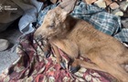 З пожежі у Чорнобильському лісі врятували лосеня