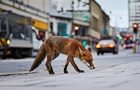 Вчений пояснив, чому лисиці підходять до людей і беруть їжу з рук