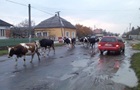 Українців переселятимуть у села: як діятиме нова програма