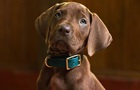 Netflix впервые показал настоящего Скуби-Ду: вышел тизер нового сериала