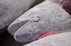У Росії виявили 500 кг кокаїну у мороженій рибі