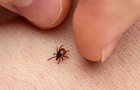 Клещ уже укусил: пять ошибок, которые могут стоить вам здоровья