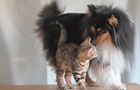 Жара опасна для животных: как распознать перегрев у кошки или собаки