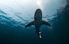 Гігантську акулу виявили мертвою біля узбережжя Данії