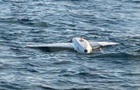 У Румунії вчетверте за добу виявили уламки дрона