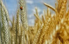 Украина увеличила экспорт зерна: какая культура лидирует
