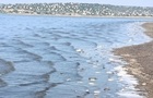 В Одесской области массово гибнет пеленгас