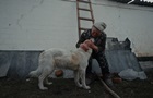 Рятуй: на ОМКФ покажут фильм о животных из зон боевых действий