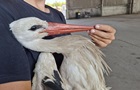 Словацький лелека встановив рекорд швидкості 