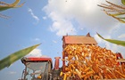 Украина увеличила экспорт кукурузы