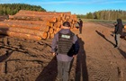 Волинських лісівників викрили на вирубці дерев на 15 млн