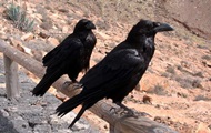 Интеллект воронов не уступает шимпанзе – ученые