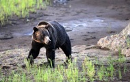 В американской Монтане гризли убил велосипедиста
