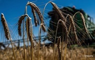 Россия собрала рекордный урожай пшеницы
