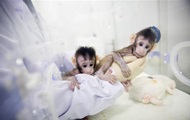 В Китае показали успешно клонированных обезьян