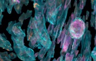 Ученые показали "работу" клеток внутри организма