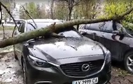 В Харькове упавшее на авто дерево едва не убило человека