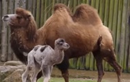 В зоопарке Британии верблюда назвали в честь новорожденного принца