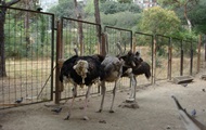 В Грузии зоопарк отказался одолжить политику страуса для похода в суд