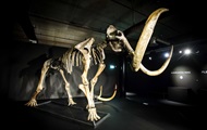 Ученые нашли скелет мамонта с мягкими тканями и шерстью