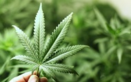 В Грузии задумались об экспорте марихуаны