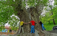 В Азербайджане древнее дерево придавило туристов