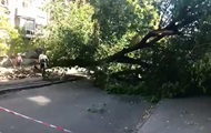 В Киеве огромное дерево упало на женщину