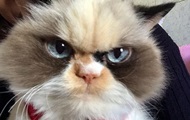    "" Grumpy Cat