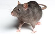 Крысы с чипом в мозгу могут учуять рак