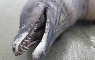 Неопознанное зубастое существо нашли в Мексике