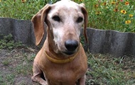 Самая старая собака в Украине умерла