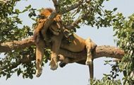 Six lions found dismembered in Uganda National Park