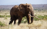 Kenya kicks off national wildlife census