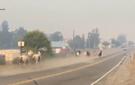 The United States is engulfed in massive forest fires