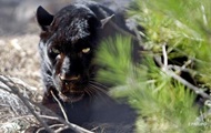 A panther attacked a man in a zoo near Poltava