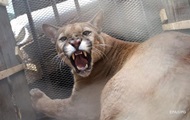 In California, an unarmed mother recaptured her son from a cougar