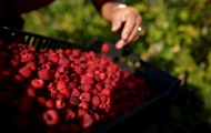 Ukraine is one of the seven world exporters of raspberries