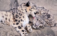 Three snow leopards die from coronavirus in U.S. zoo