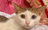 Homeless kitten survived in a cage with predators and fell into the hands of the princess