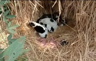 A stray dog ​​with puppies saved an abandoned baby with his warmth