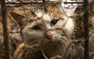 Up to eight years old.  Schoolgirls who beat up a cat filed a case