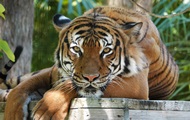 Rare tiger that attacked humans killed in US zoo