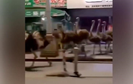 В Китае сбежавшие страусы устроили  забег 
