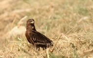 Rare birds breed in the Chernobyl zone