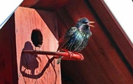 Bird defenders accused of extremism in Belarus