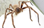 The world’s largest spider hare swept from China to Britain