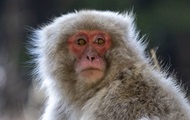 In Japan, killed a member of the gang of macaques who attacked people