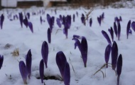 На Закарпатье под снегом аномально зацвели цветы