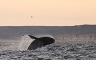 Полярники показали, як стрибають кити в Антарктиді
