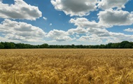 В USDA вважають, що урожай в Україні буде меншим, ніж торік